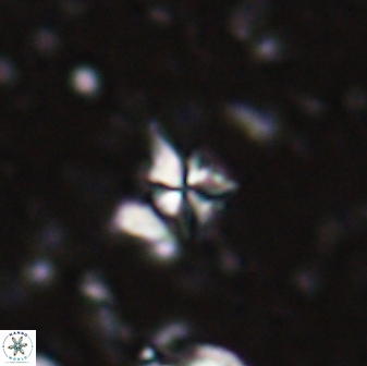Sphenolithus pseudoheteromorphus 27972