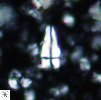 Sphenolithus cubaensis 2001