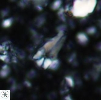 Sphenolithus cubaensis 2004
