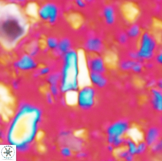 Sphenolithus cubaensis 2006