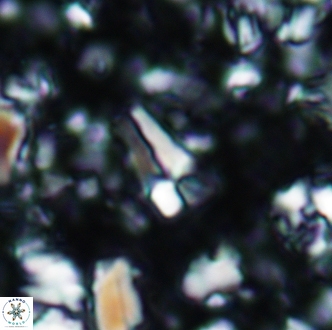 Sphenolithus cubaensis 2008