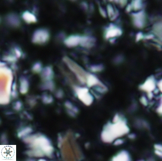 Sphenolithus cubaensis 2010