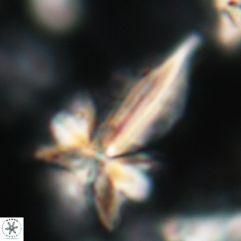 Sphenolithus pseudoradians 141