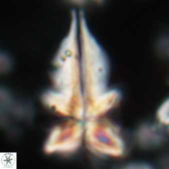 Sphenolithus pseudoradians 144