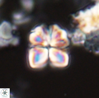 Sphenolithus puniceus 28917