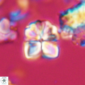 Sphenolithus puniceus 28918