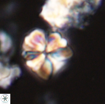 Sphenolithus puniceus 28920
