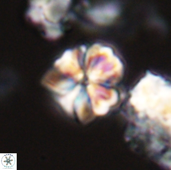 Sphenolithus puniceus 28921