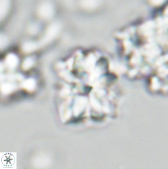 Sphenolithus puniceus 28923