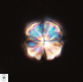Sphenolithus puniceus 30421