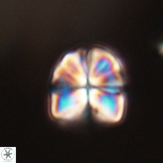 Sphenolithus puniceus 30427
