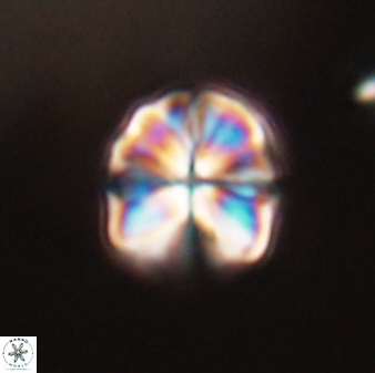 Sphenolithus puniceus 30428
