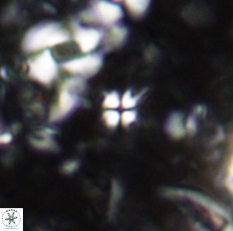 Sphenolithus quadrispinatus 43443