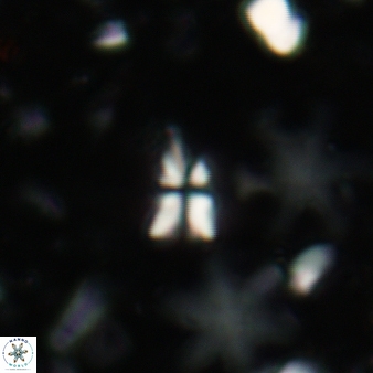 Sphenolithus quasibelemnos 83