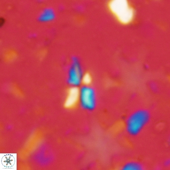 Sphenolithus quasibelemnos 84