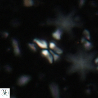 Sphenolithus quasibelemnos 85