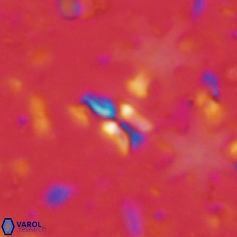 Sphenolithus quasibelemnos 86