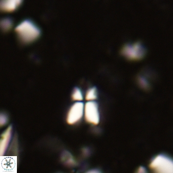 Sphenolithus quasibelemnos 270