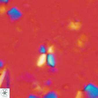 Sphenolithus quasibelemnos 271