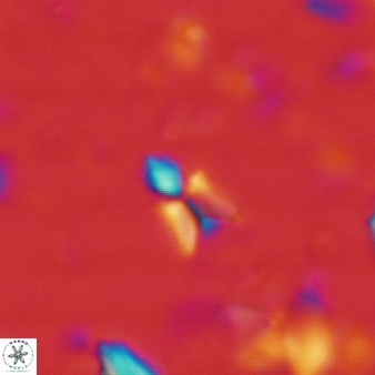 Sphenolithus quasibelemnos 272
