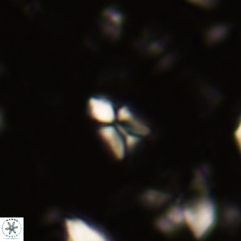 Sphenolithus quasibelemnos 273