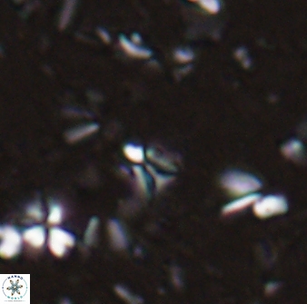 Sphenolithus quasibelemnos 28137