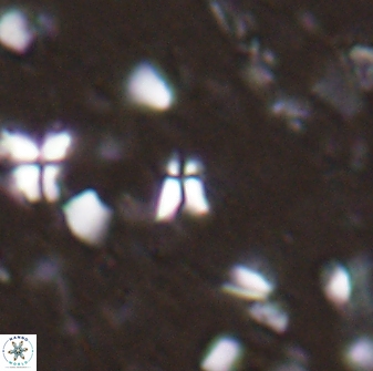Sphenolithus quasibelemnos 28135