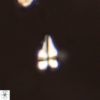 Sphenolithus radians 45103