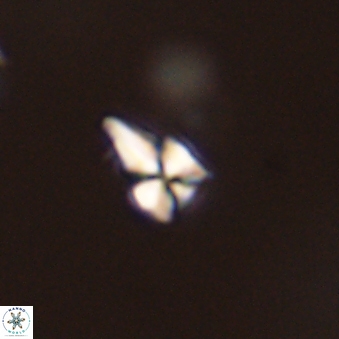 Sphenolithus radians 45100