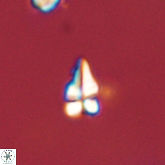 Sphenolithus radians 45102