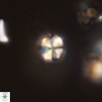Sphenolithus radians 45109