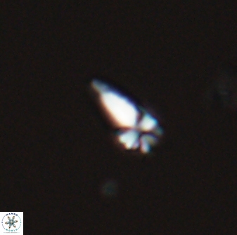 Sphenolithus radians 26011