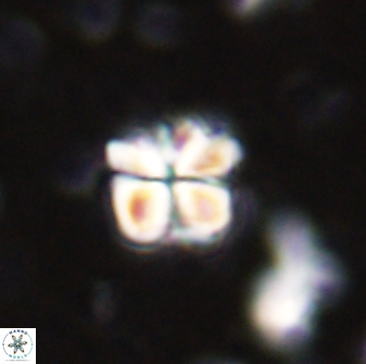 Sphenolithus emelineae 43424