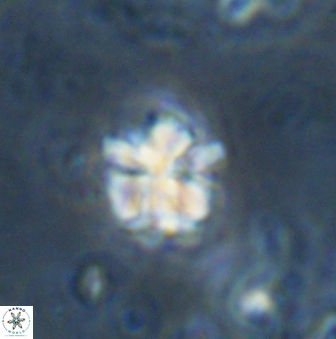 Sphenolithus wardiae 43431