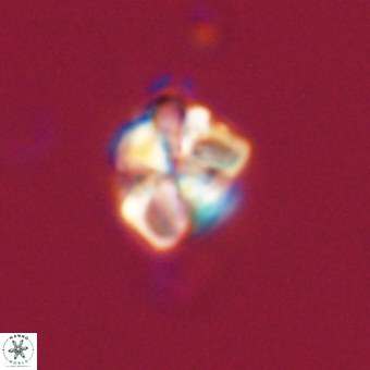 Sphenolithus wardiae 67940