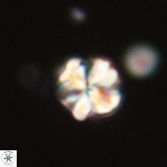 Sphenolithus wardiae 67950