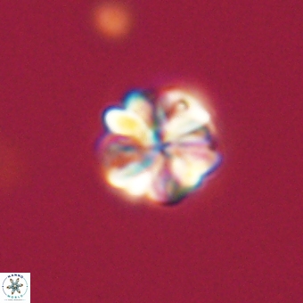 Sphenolithus wardiae 67953
