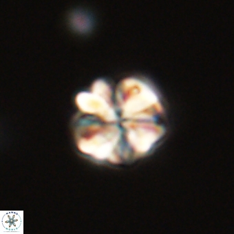 Sphenolithus wardiae 67954