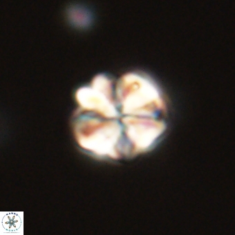 Sphenolithus wardiae 67955