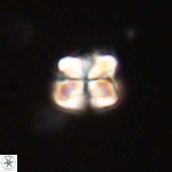 Sphenolithus wardiae 67931