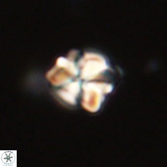 Sphenolithus wardiae 67935