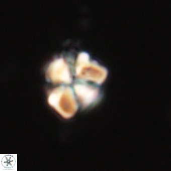 Sphenolithus wardiae 67939