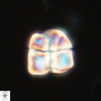 Sphenolithus wardiae 69041