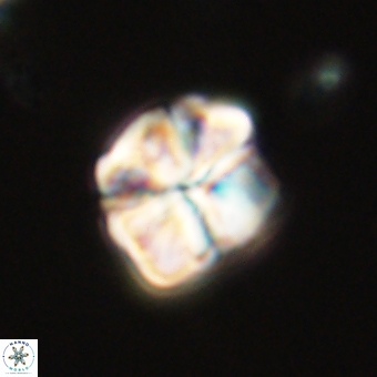 Sphenolithus wardiae 69044