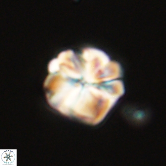 Sphenolithus wardiae 69048