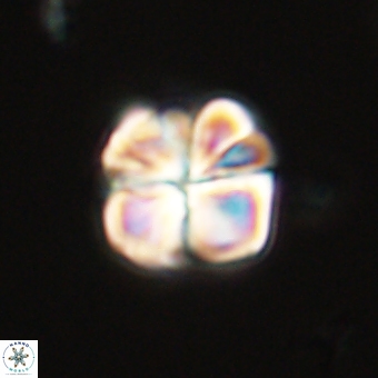 Sphenolithus wardiae 69049