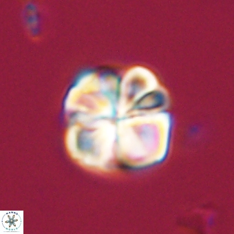 Sphenolithus wardiae 69050