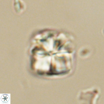 Sphenolithus wardiae 69051