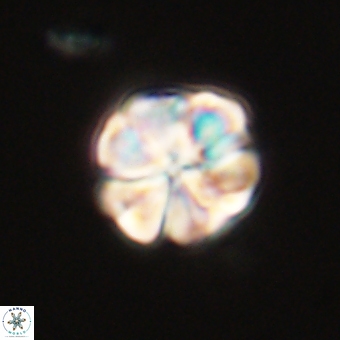 Sphenolithus wardiae 69054