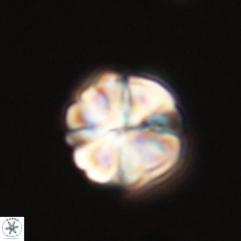 Sphenolithus wardiae 69057